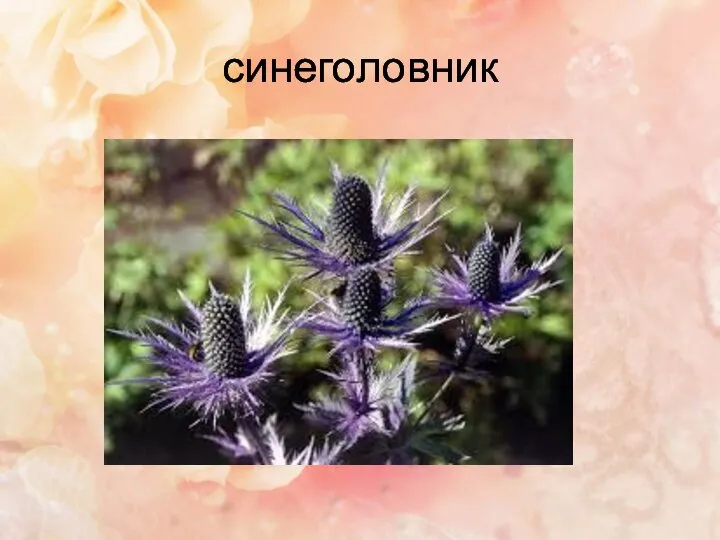 синеголовник