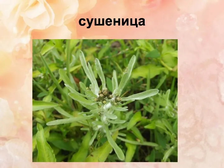 сушеница