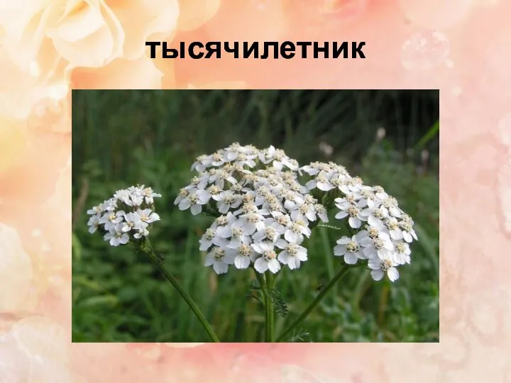 тысячилетник