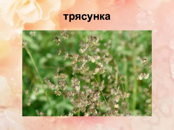 трясунка