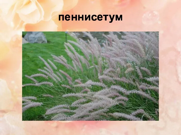 пеннисетум