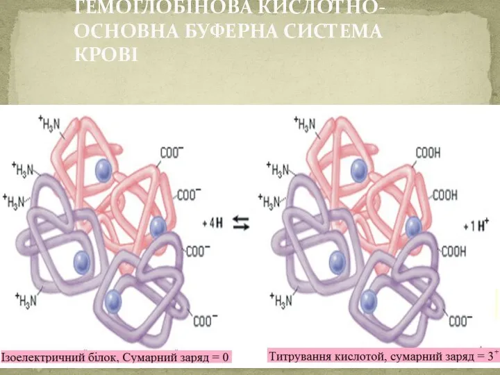 ГЕМОГЛОБІНОВА КИСЛОТНО-ОСНОВНА БУФЕРНА СИСТЕМА КРОВІ