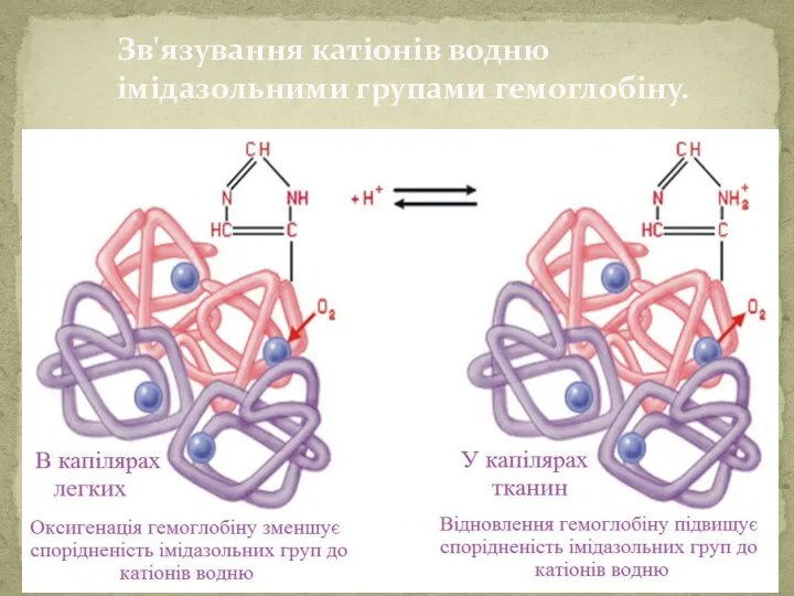 Зв'язування катіонів водню імідазольними групами гемоглобіну.