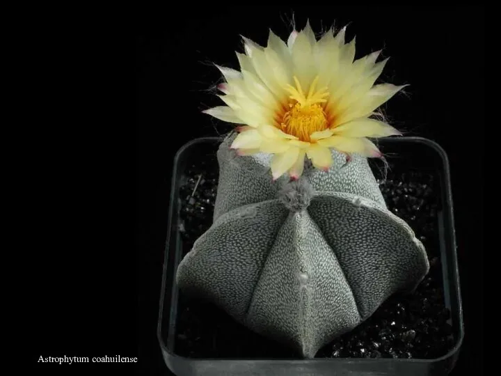 Astrophytum coahuilense