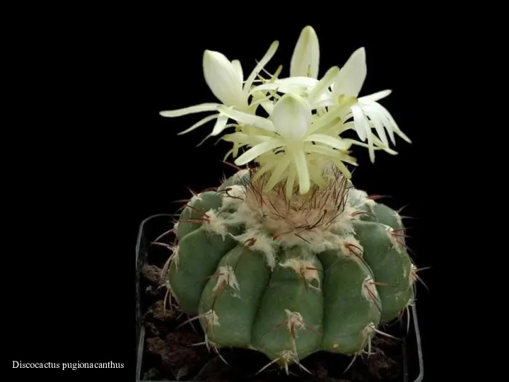 Discocactus pugionacanthus