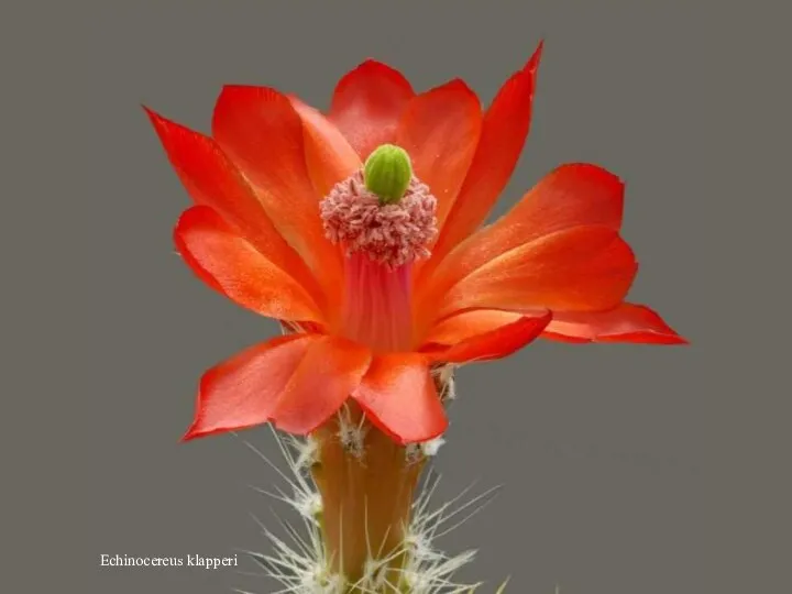 Echinocereus klapperi