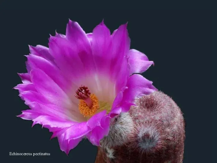 Echinocereus pectinatus