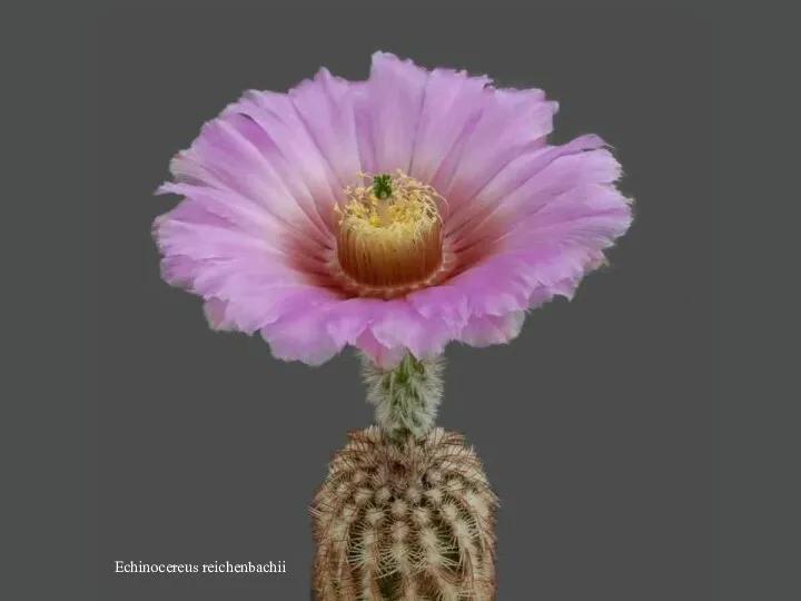 Echinocereus reichenbachii