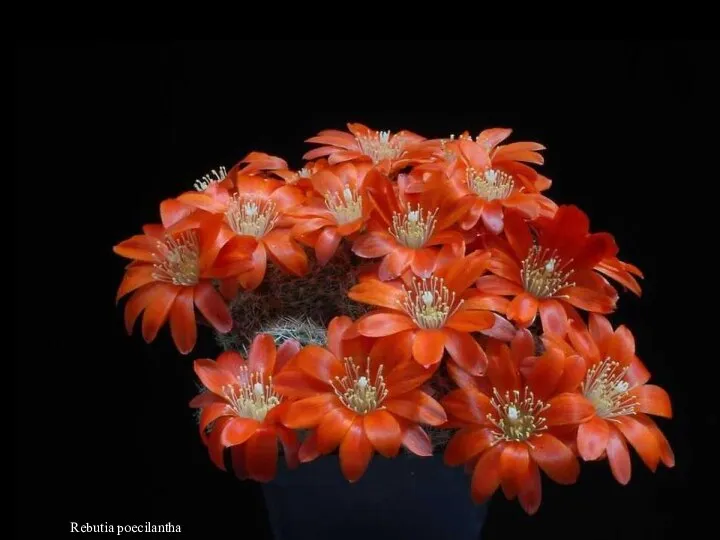 Rebutia poecilantha