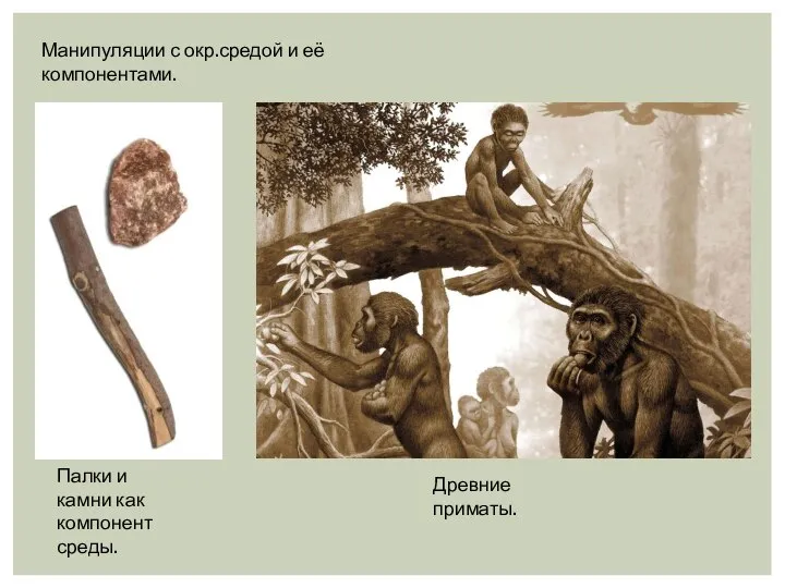 Манипуляции с окр.средой и её компонентами. Древние приматы. Палки и камни как компонент среды.