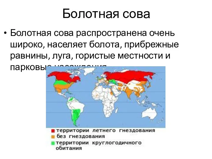 Болотная сова Болотная сова распространена очень широко, населяет болота, прибрежные равнины, луга,