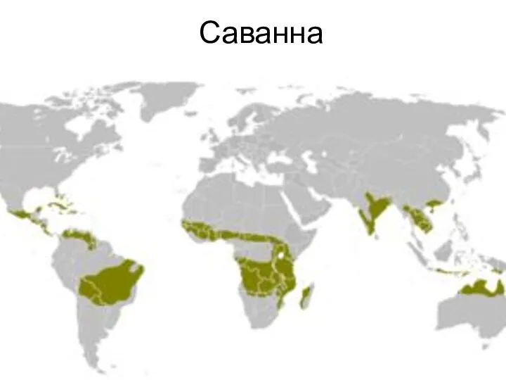 Саванна