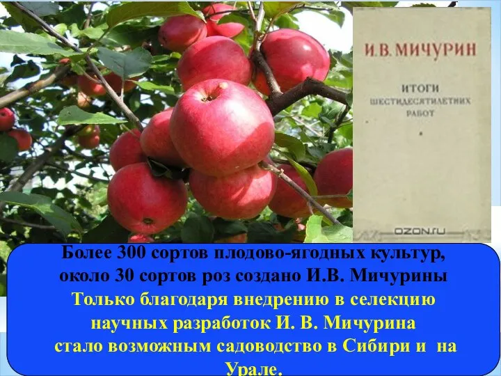 Более 300 сортов плодово-ягодных культур, около 30 сортов роз создано И.В. Мичурины