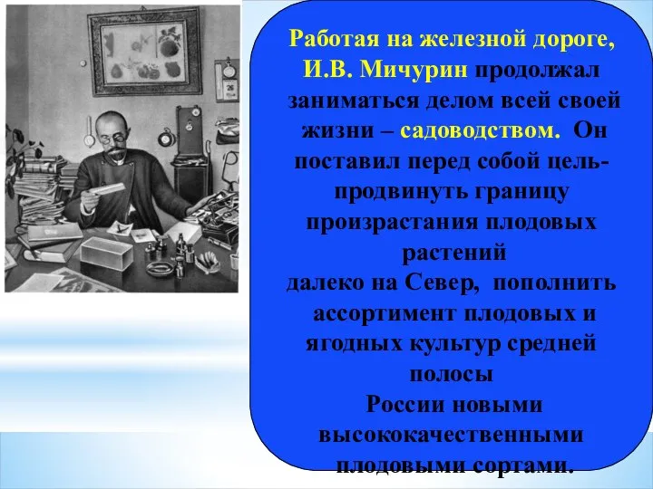 Работая на железной дороге, И.В. Мичурин продолжал заниматься делом всей своей жизни