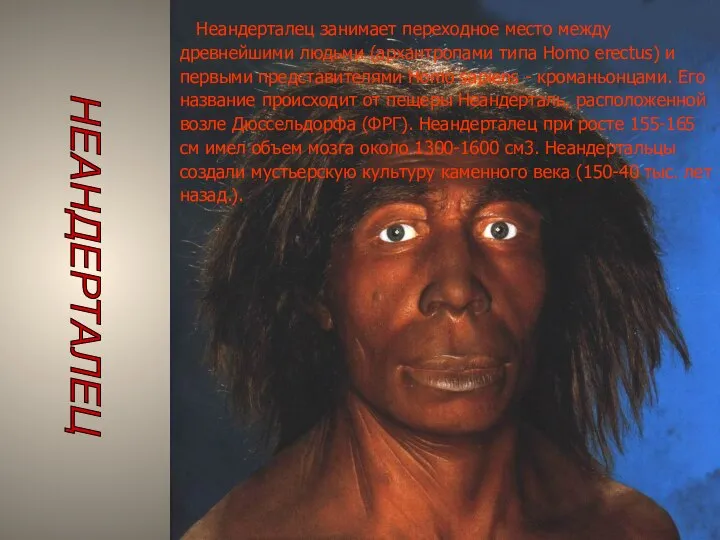НЕАНДЕРТАЛЕЦ Неандерталец занимает переходное место между древнейшими людьми (архантропами типа Homo erectus)