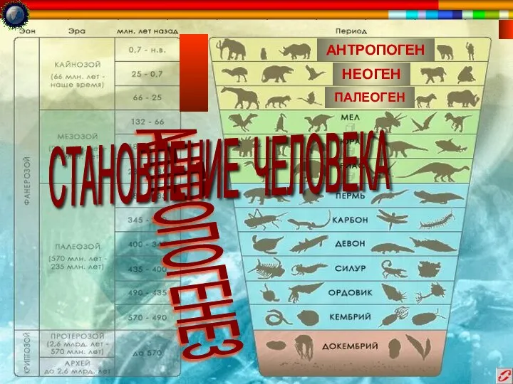 АНТРОПОГЕНЕЗ АНТРОПОГЕН НЕОГЕН ПАЛЕОГЕН СТАНОВЛЕНИЕ ЧЕЛОВЕКА