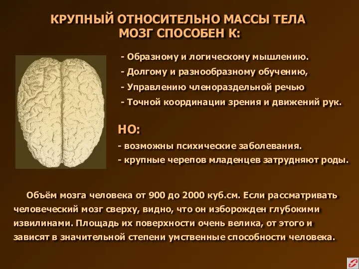 КРУПНЫЙ ОТНОСИТЕЛЬНО МАССЫ ТЕЛА МОЗГ СПОСОБЕН К: Объём мозга человека от 900