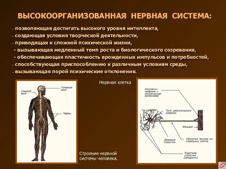 ВЫСОКООРГАНИЗОВАННАЯ НЕРВНАЯ СИСТЕМА: позволяющая достигать высокого уровня интеллекта, создающая условия творческой деятельности,