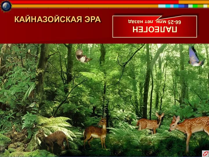 КАЙНАЗОЙСКАЯ ЭРА ПАЛЕОГЕН 66-25 млн. лет назад