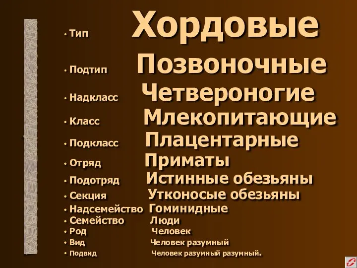 Тип Хордовые Подтип Позвоночные Надкласс Четвероногие Класс Млекопитающие Подкласс Плацентарные Отряд Приматы