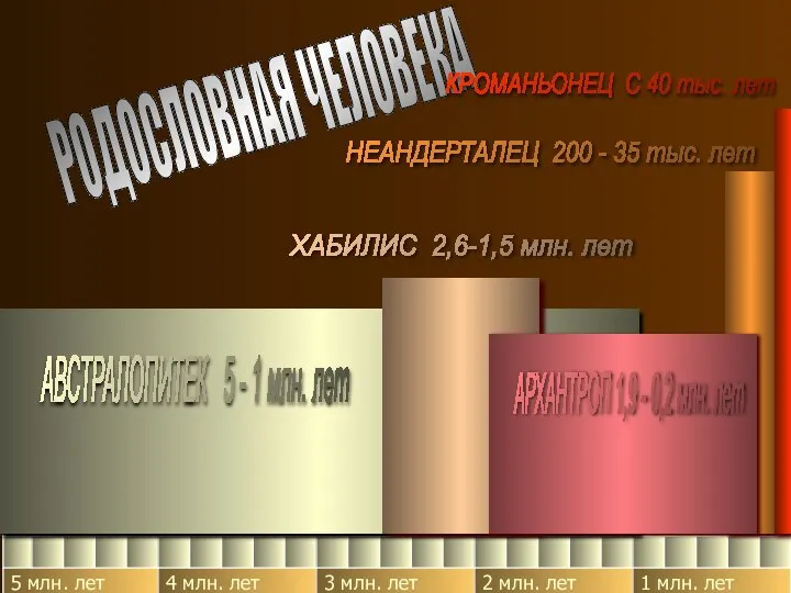 РОДОСЛОВНАЯ ЧЕЛОВЕКА АВСТРАЛОПИТЕК 5 - 1 млн. лет ХАБИЛИС 2,6-1,5 млн. лет