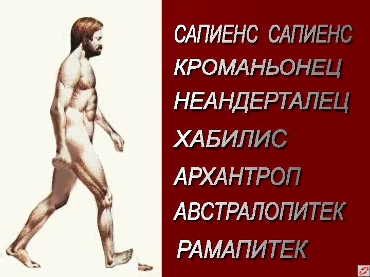 АВСТРАЛОПИТЕК ХАБИЛИС АРХАНТРОП НЕАНДЕРТАЛЕЦ КРОМАНЬОНЕЦ РАМАПИТЕК САПИЕНС САПИЕНС