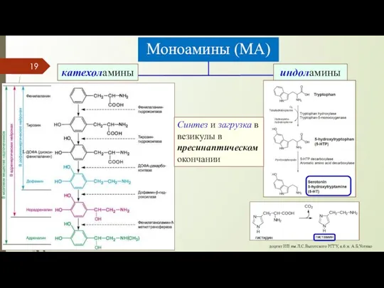 Моноамины (МА) катехоламины индоламины Синтез и загрузка в везикулы в пресинаптическом окончании