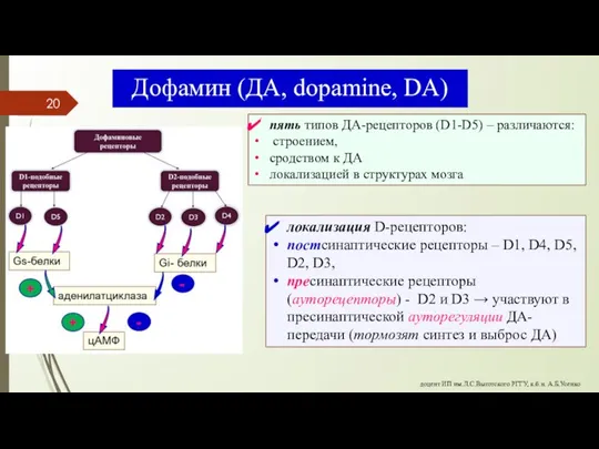 Дофамин (ДА, dopamine, DA) пять типов ДА-рецепторов (D1-D5) – различаются: строением, сродством