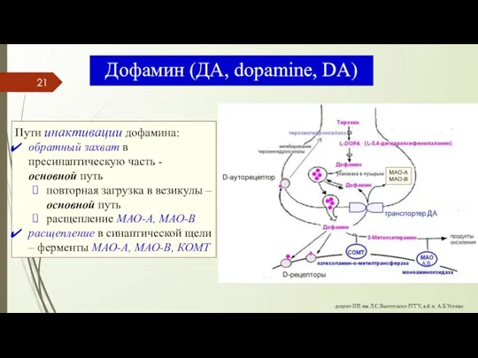 Дофамин (ДА, dopamine, DA) Пути инактивации дофамина: обратный захват в пресинаптическую часть