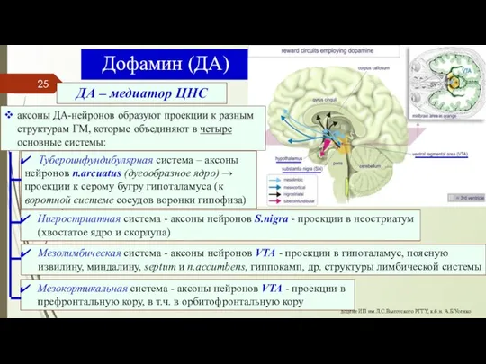 Дофамин (ДА) ДА – медиатор ЦНС Мезолимбическая система - аксоны нейронов VTA