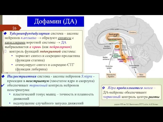 Дофамин (ДА) Тубероинфундибулярная система – аксоны нейронов n.arcuatus → образуют синапсы с