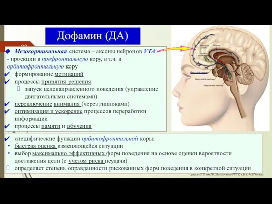 Дофамин (ДА) Мезокортикальная система – аксоны нейронов VTA - проекции в префронтальную