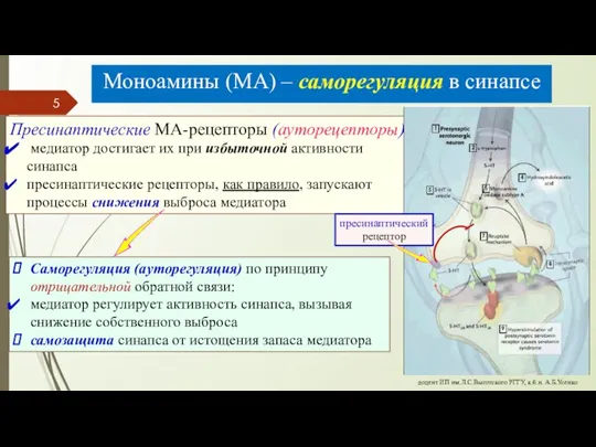 доцент ИП им.Л.С.Выготского РГГУ, к.б.н. А.Б.Усенко Моноамины (МА) – саморегуляция в синапсе