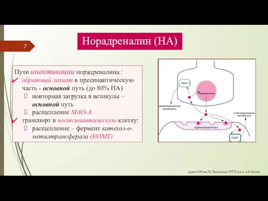 Норадреналин (НА) Пути инактивации норадреналина : обратный захват в пресинаптическую часть -