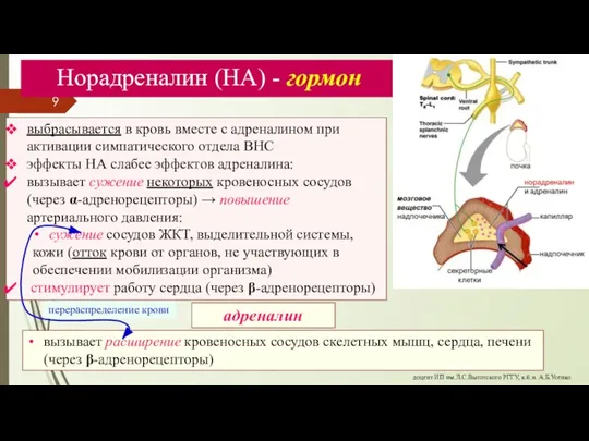 Норадреналин (НА) - гормон выбрасывается в кровь вместе с адреналином при активации