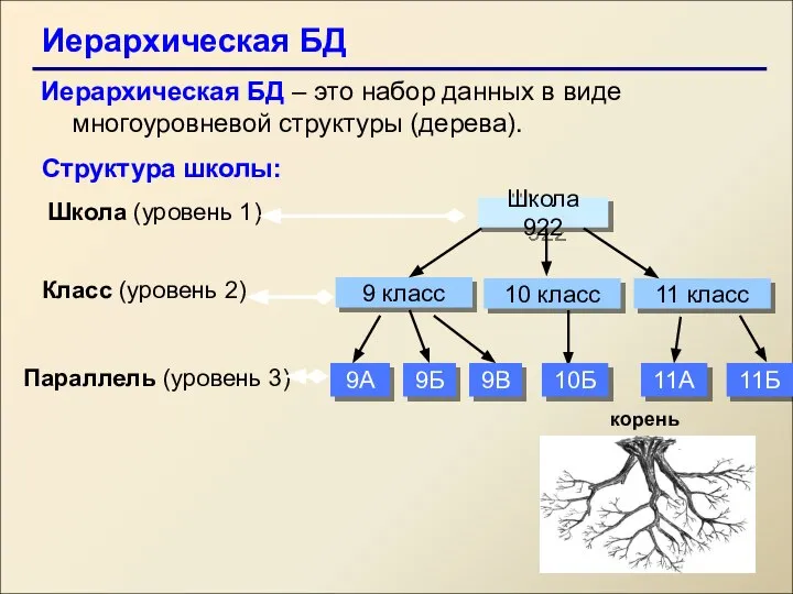 Иерархическая БД Иерархическая БД – это набор данных в виде многоуровневой структуры