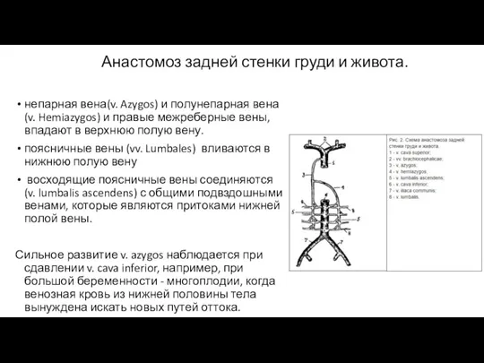 Анастомоз задней стенки груди и живота. непарная вена(v. Azygos) и полунепарная вена