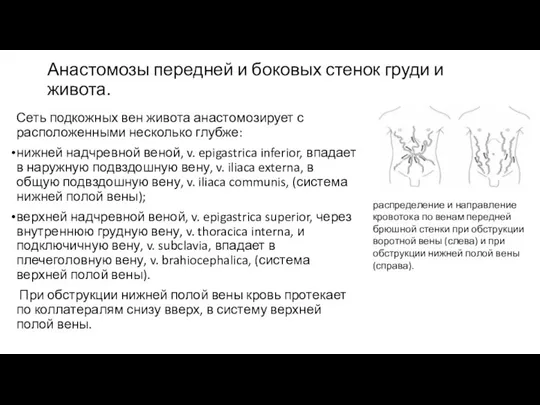 Анастомозы передней и боковых стенок груди и живота. Сеть подкожных вен живота