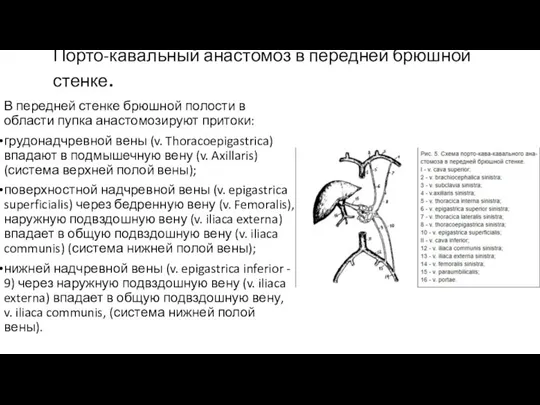 Порто-кавальный анастомоз в передней брюшной стенке. В передней стенке брюшной полости в