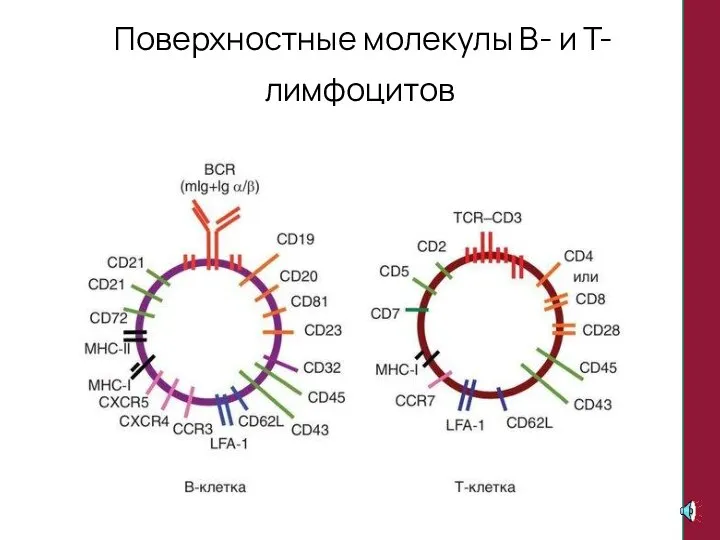 Поверхностные молекулы В- и Т-лимфоцитов
