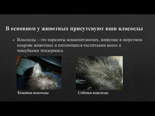 В основном у животных присутсвуют вши власоеды Власоеды – это паразиты млекопитающих,