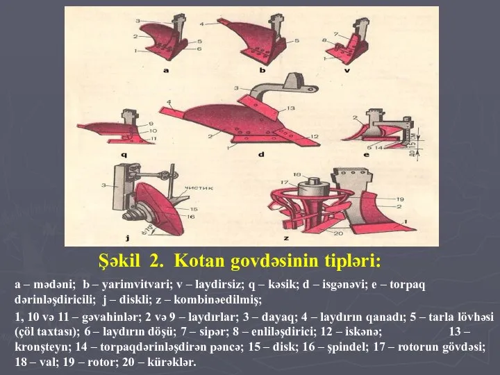 Şəkil 2. Kotan govdəsinin tipləri: a – mədəni; b – yarimvitvari; v