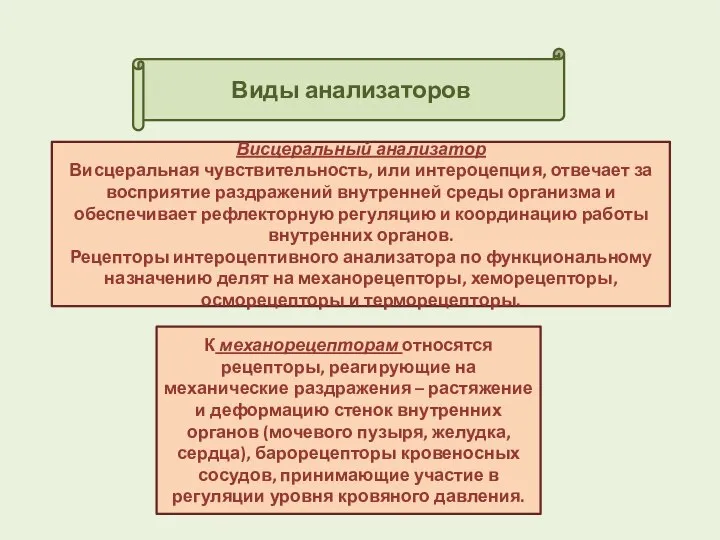 Виды анализаторов Висцеральный анализатор Висцеральная чувствительность, или интероцепция, отвечает за восприятие раздражений