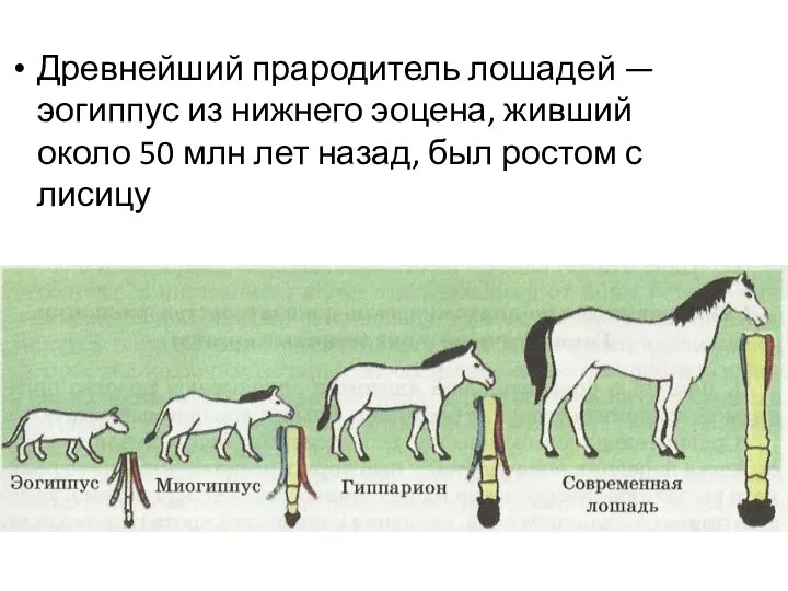 Древнейший прародитель лошадей — эогиппус из нижнего эоцена, живший около 50 млн