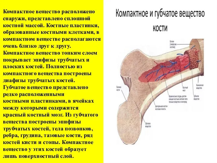 Компактное вещество расположено снаружи, представлено сплошной костной массой. Костные пластинки, образованные костными