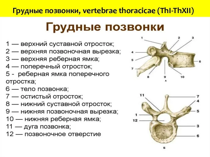 Грудные позвонки, vertebrae thoracicae (ThI-ThXII)