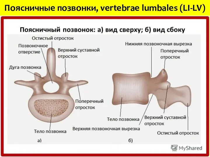 Поясничные позвонки, vertebrae lumbales (LI-LV)