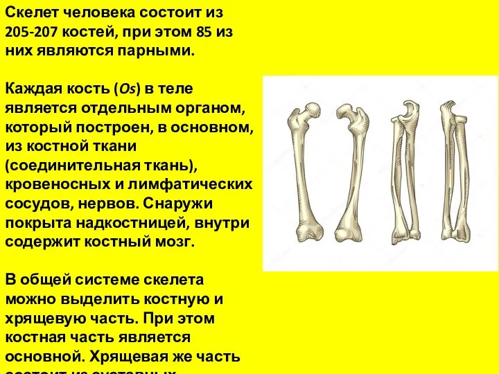 Скелет человека состоит из 205-207 костей, при этом 85 из них являются