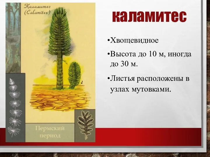 каламитес Хвощевидное Высота до 10 м, иногда до 30 м. Листья расположены в узлах мутовками.