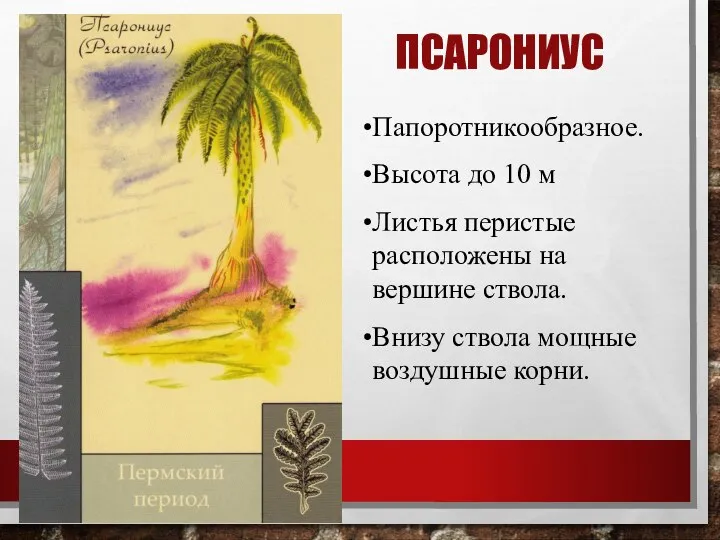 ПСАРОНИУС Папоротникообразное. Высота до 10 м Листья перистые расположены на вершине ствола.